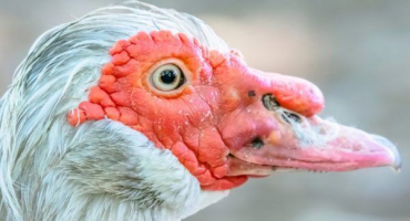 Problémy s produkcí vajec u indo-žen